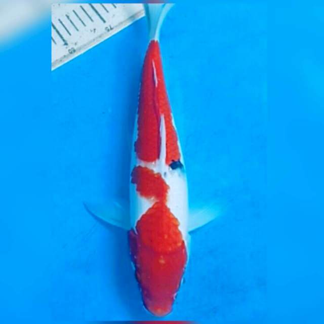 36cm sanke strong red male...juoss