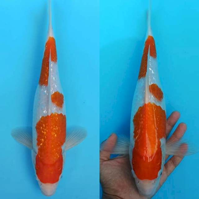 Kohaku ginrin simple pattern 35cm