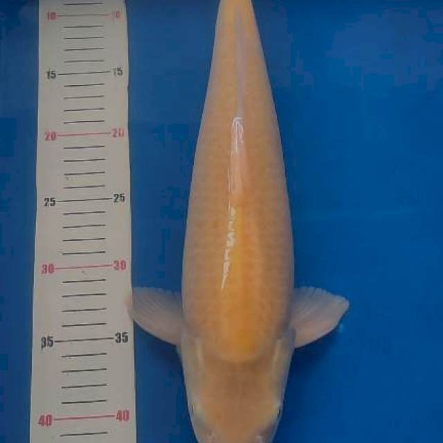 43cm Karashi Mata Merah
