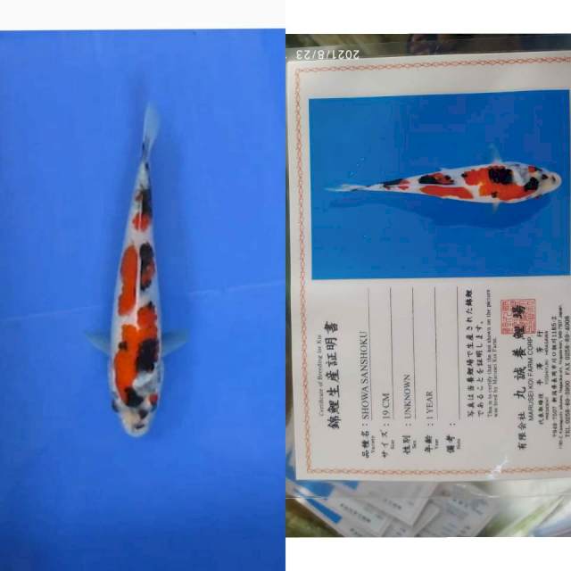 Showa Sanshoku 23cm Import Marusei. Istimewa