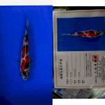 Showa Sanshoku 23cm Import Marusei. Istimewa