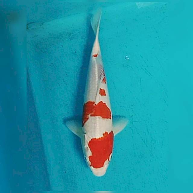 Ikan koi sakura ogon 30bu