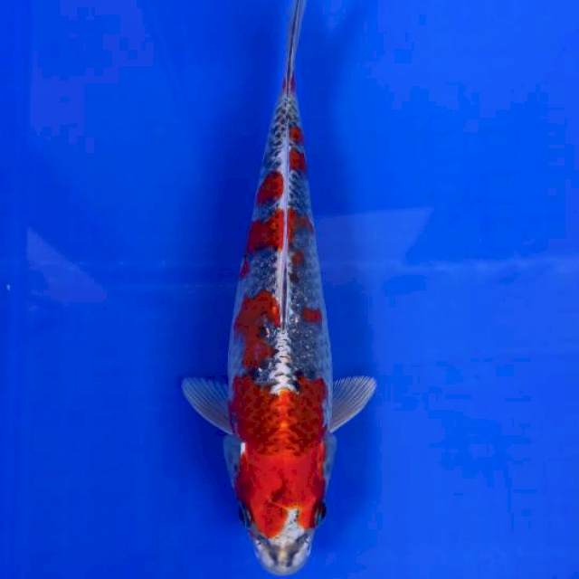 Kujaku Merah 26cm