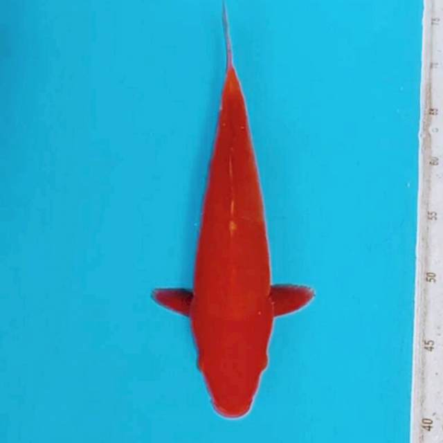 32cm Super red benigoi doitsu merah darah