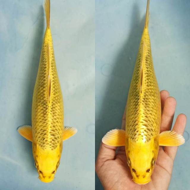 Kin matsuba shinning 27cm