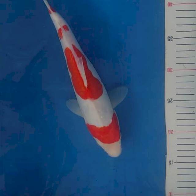 Kohaku doitsu 31cm