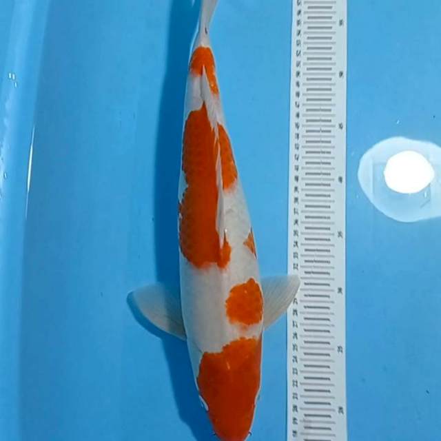 Menkaburi Kohaku strong 42cm