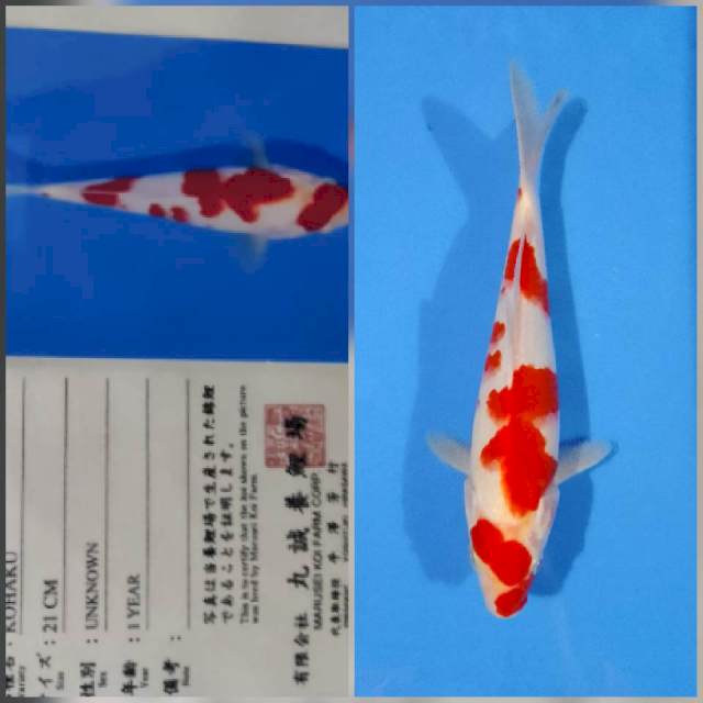 Kohaku marusei