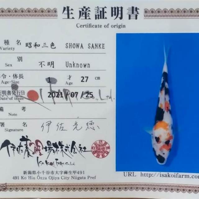 SHOWA ISA KOI FARM 30CM