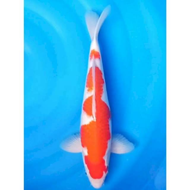 Jumbo Inazuma Kohaku 46cm (M)