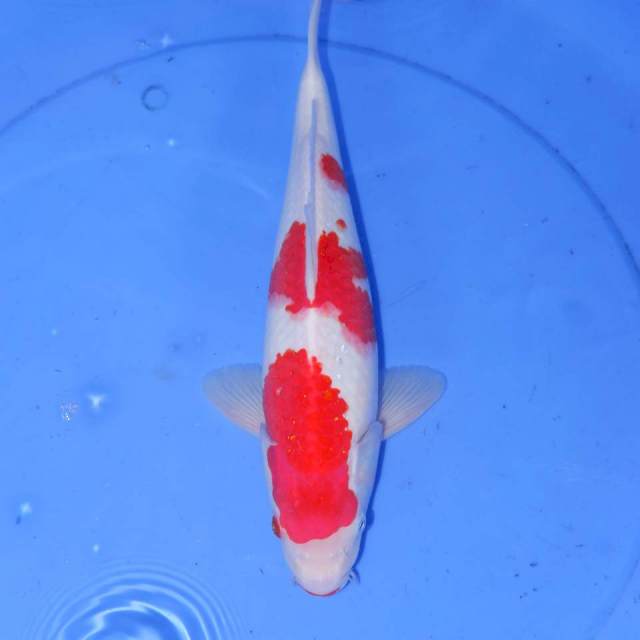 33cm KOHAKU