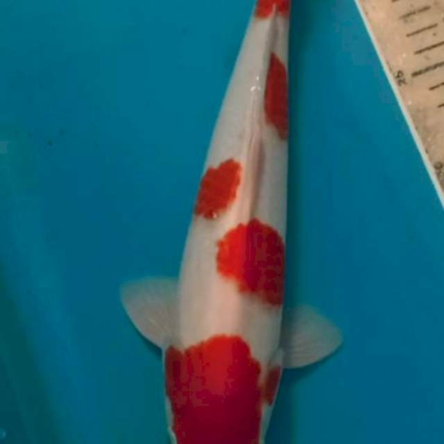 Kohaku