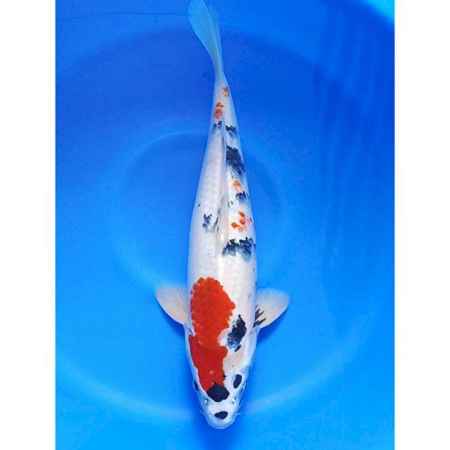 Kindai showa 44cm male