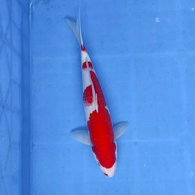 Kohaku 30cm