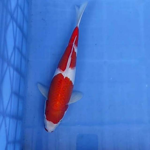 Kohaku 30cm