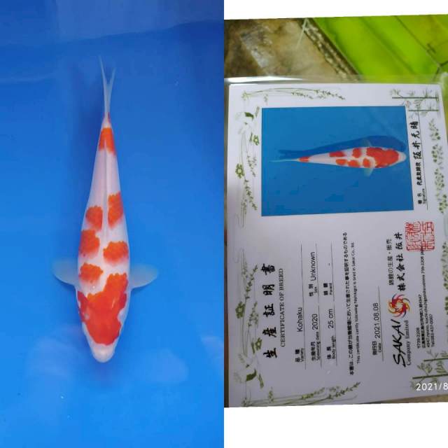 Kohaku 27cm Sakai Ltd