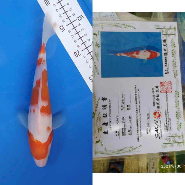 Kohaku Sakai Ltd 27cm bos