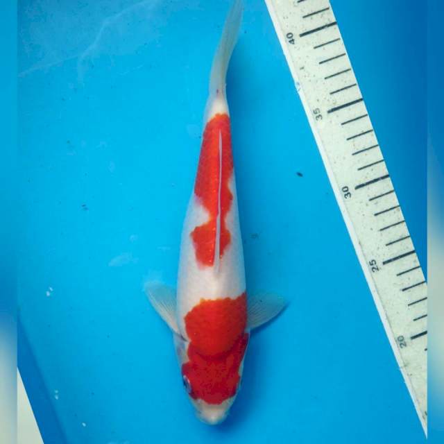 Kohaku, 24cm