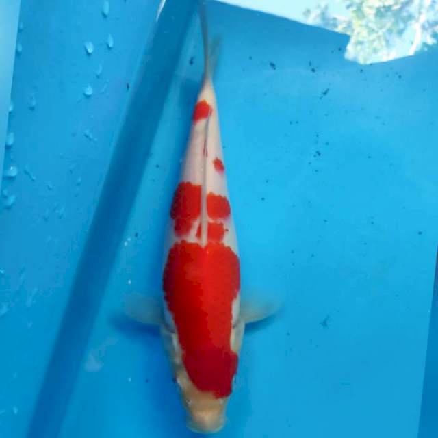 Kohaku, 24cm