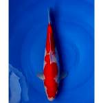 Kohaku Merah Strong Original 32cm (M)