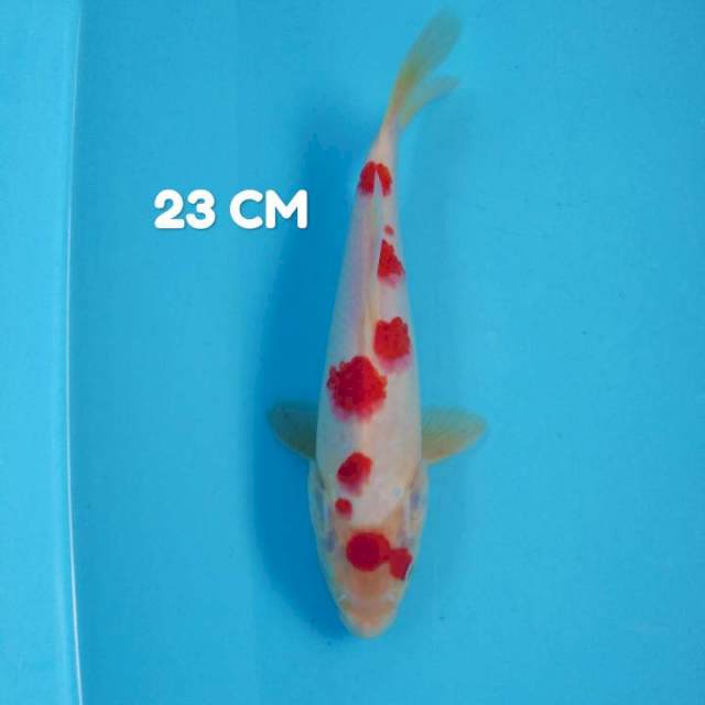 Maruten kohaku strooog original 23 cm