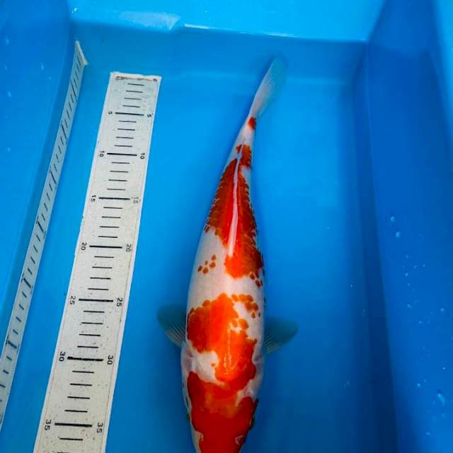 Kohaku, 37cm