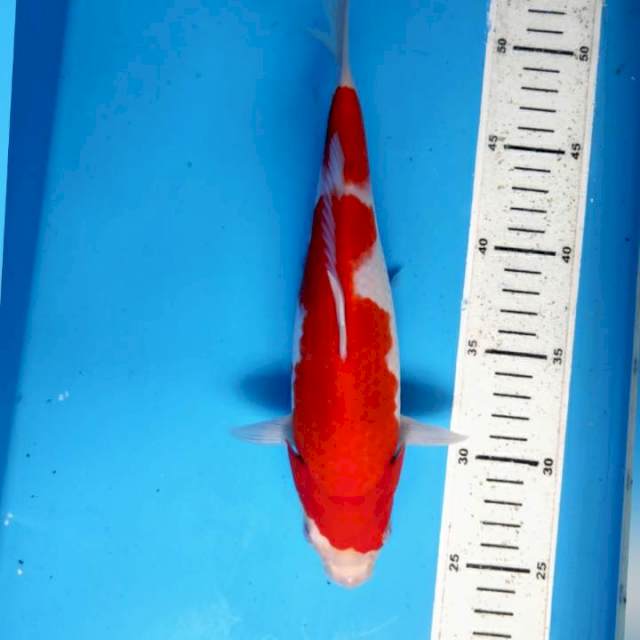 Kohaku, 27cm