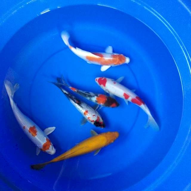 Mix Koi 20-30cm 