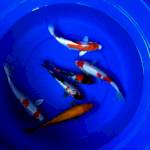 Mix Koi 20-30cm 