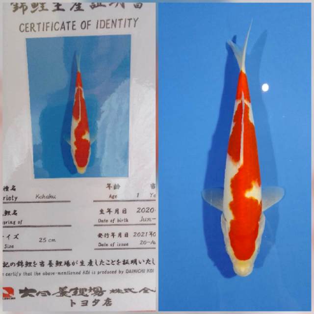 Kohaku dainichi