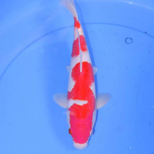 32cm KOHAKU 