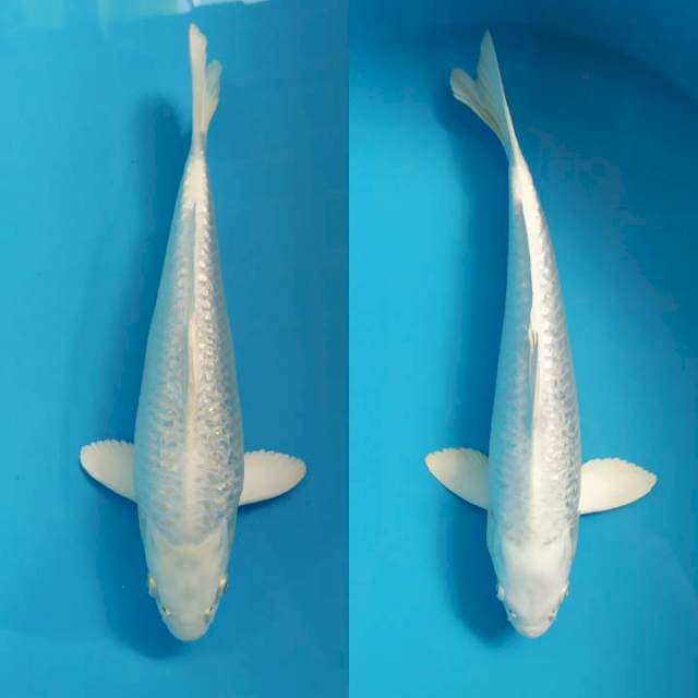 platinum ginrin 30 cm