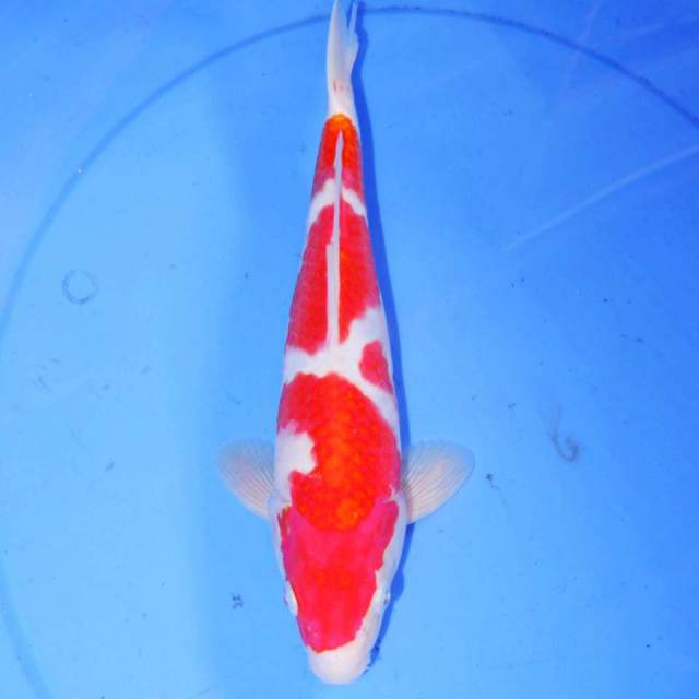 30cm KOHAKU