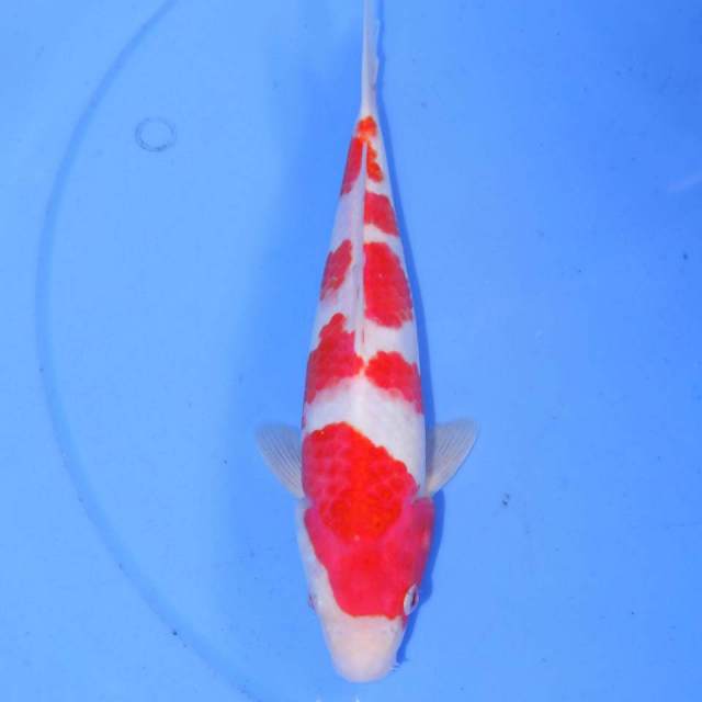 KOHAKU