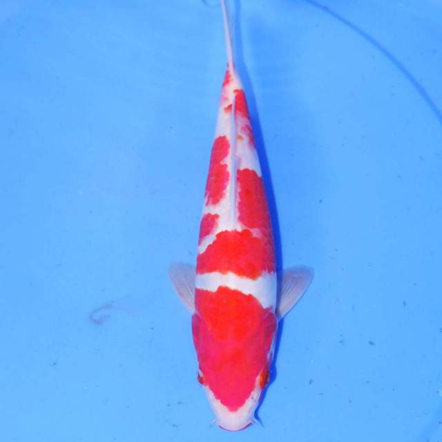 KOHAKU