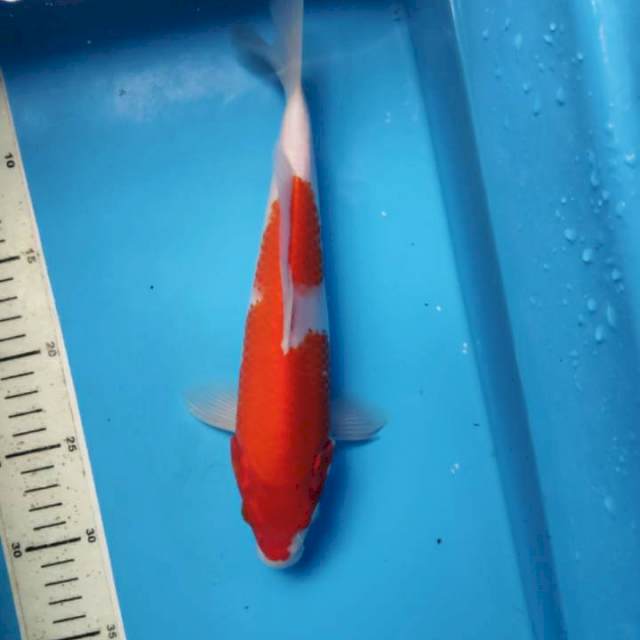 Kohaku, 28cm