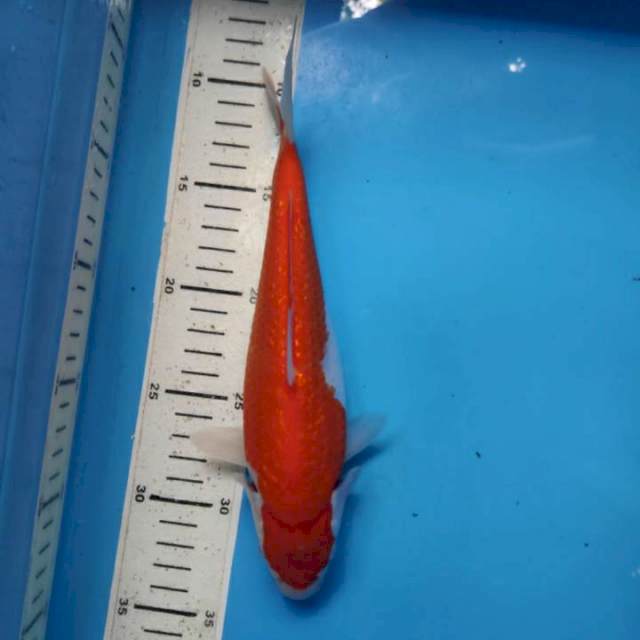 Kohaku ginrin , 25cm