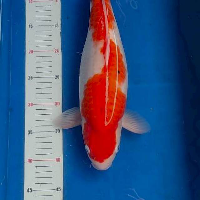 Kohaku bulky punuk 43cm