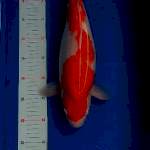 Kohaku bulky punuk 43cm