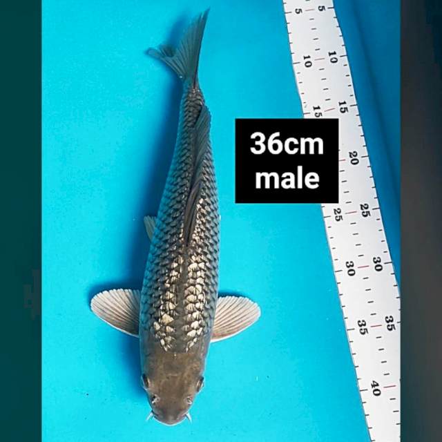 Soragoi ginrin 36cm male