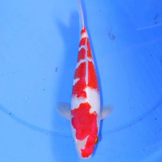 KOHAKU 