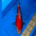 31cm KOHAKU