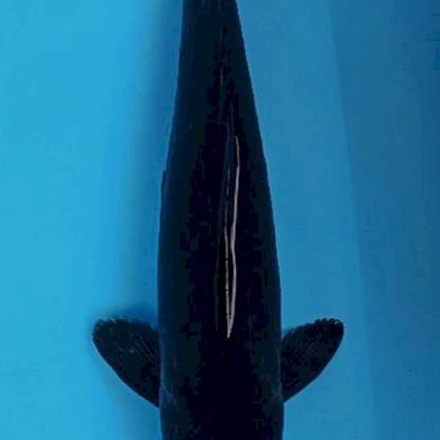 Black submarines aragoke karasugoi 38+cm (unique collection)