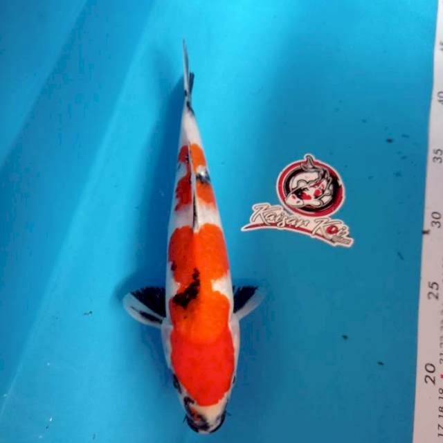 KINDAI SHOWA - 25CM - BETINA - KAISAR KOI BLITAR