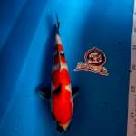 KINDAI SHOWA - 25CM - BETINA - KAISAR KOI BLITAR