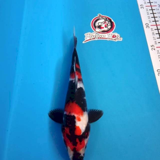 SHOWA - 22CM - JANTAN - KAISAR KOI BLITAR