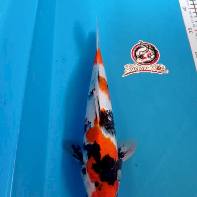 SHOWA - 27CM - BETINA -KAISAR KOI BLITAR