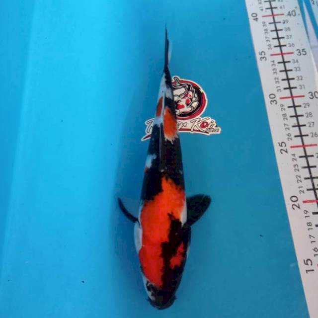 SHOWA - 24CM - BETINA - KAISAR KOI BLITAR