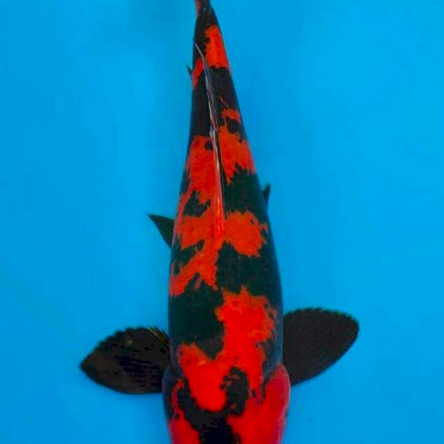 Hiu utsuri Merah, 35cm, jantan