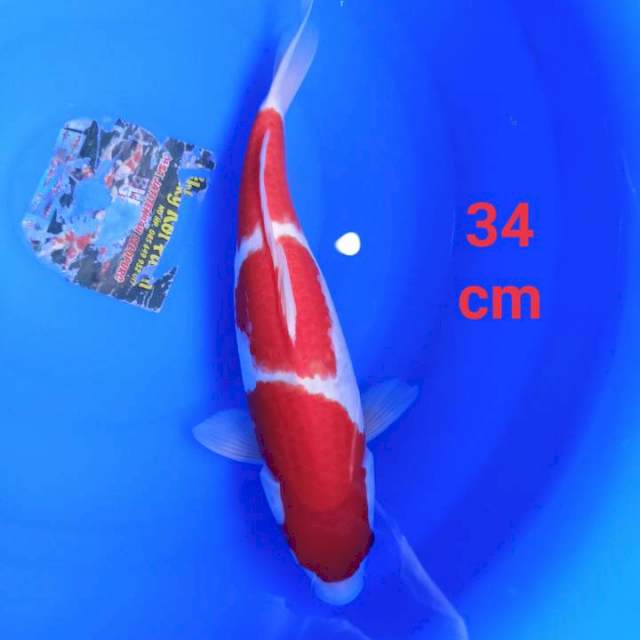 Kohaku strong prospek 34cm